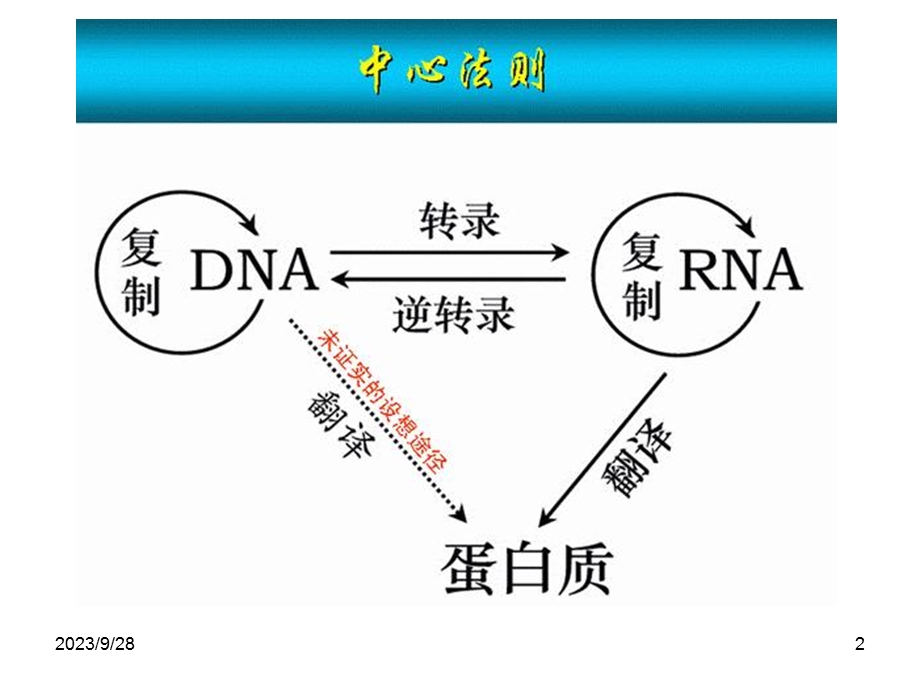 蛋白质合成及转运.ppt_第2页