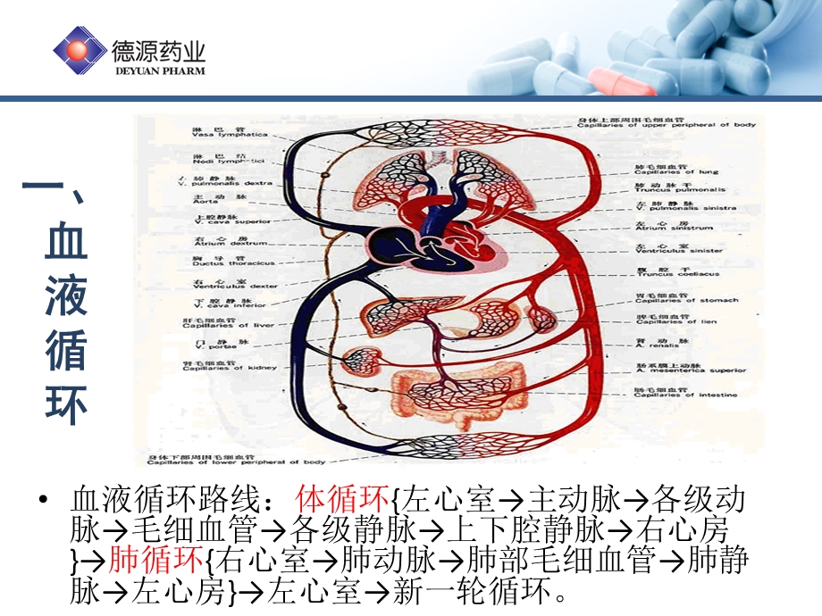 高血压基础培训.ppt_第3页