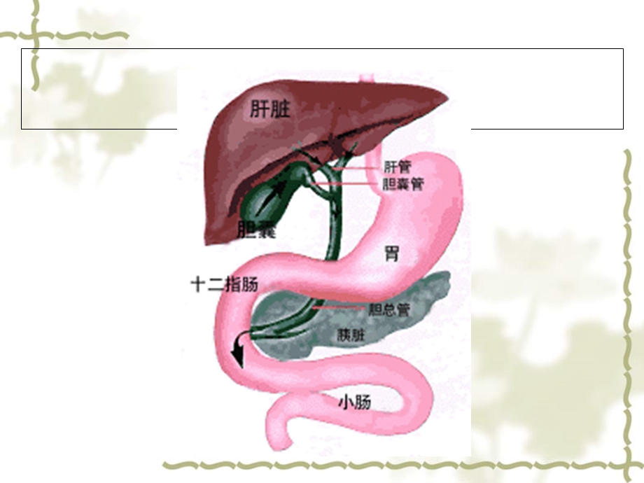 肝胆胰疾病饮食.ppt_第2页