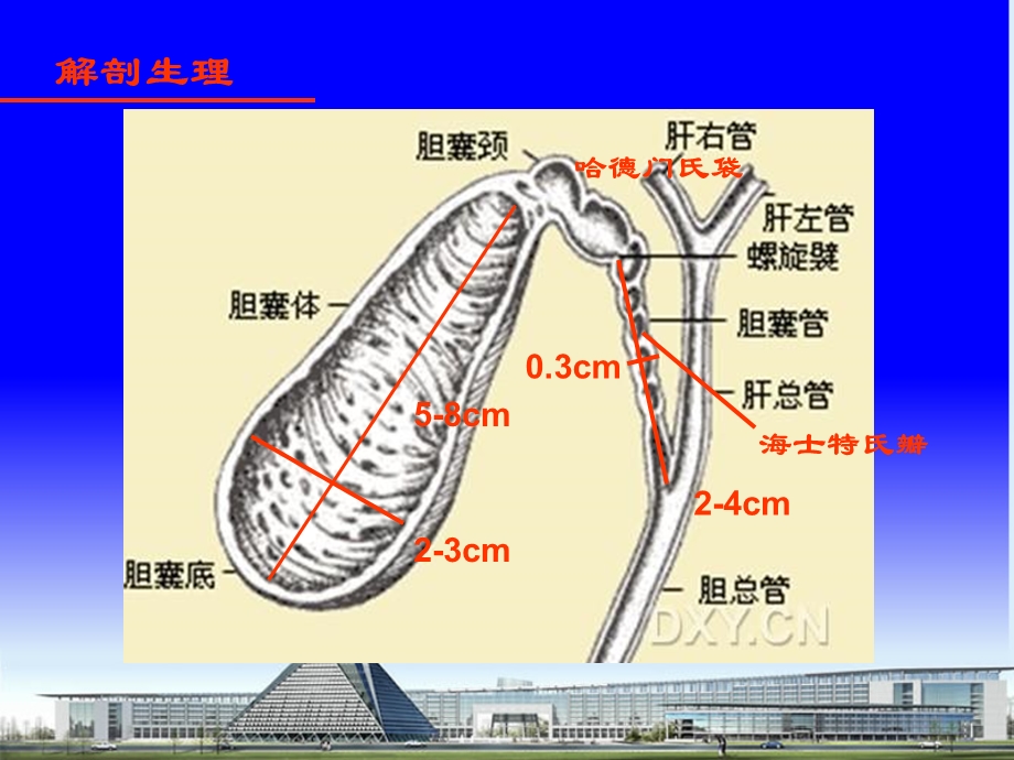 胆道感染及胆石症.ppt_第2页