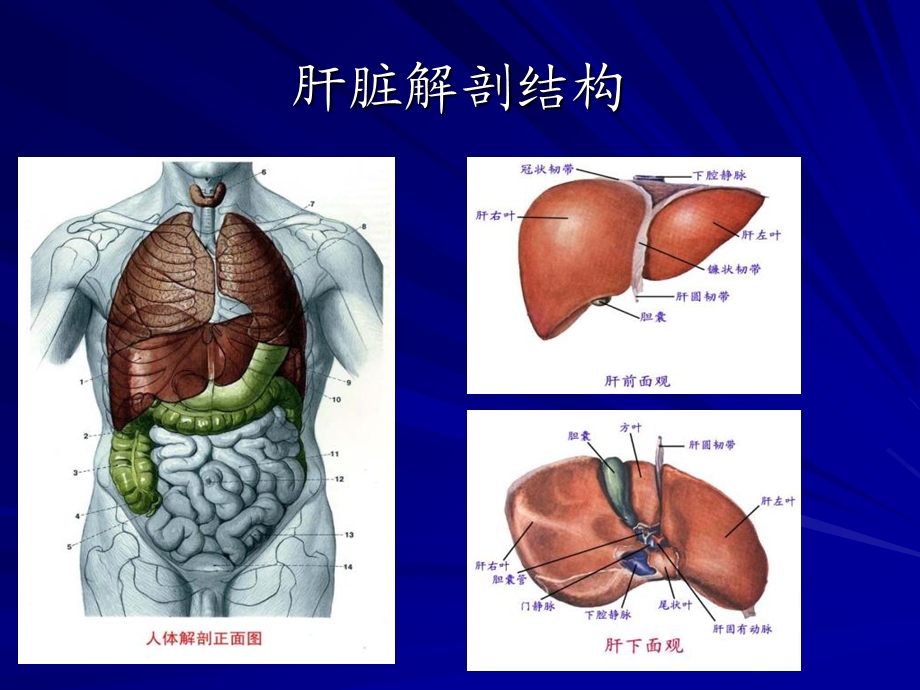 肝功能实验室评价.ppt_第2页