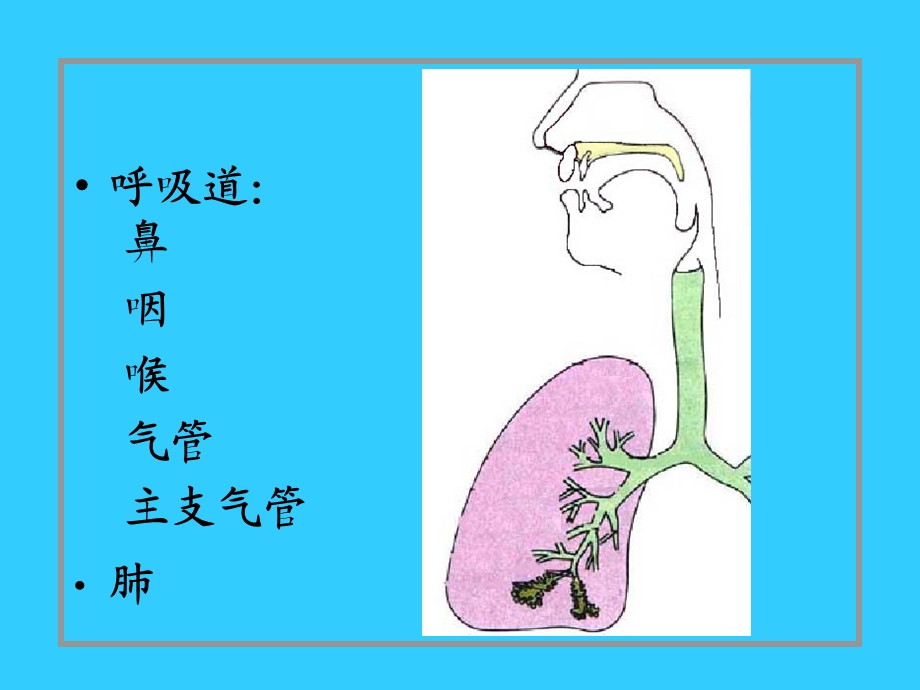 呼吸系统(带解剖图和切片图).ppt_第2页