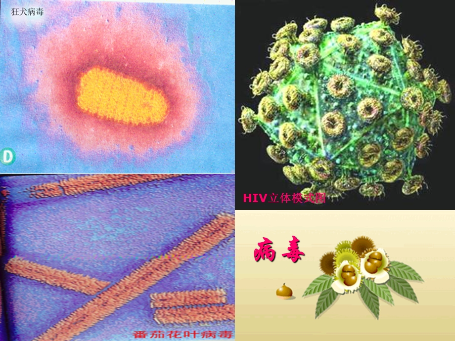 培训资料-八年级生物人教版课件传染病.ppt_第3页