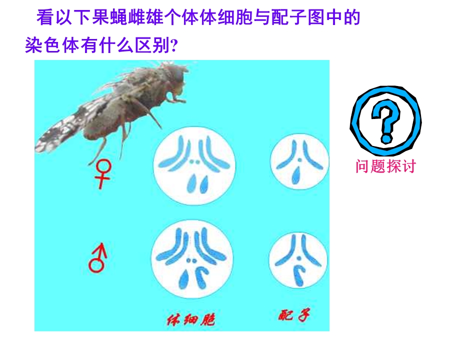 减数分裂全动画过.ppt_第3页