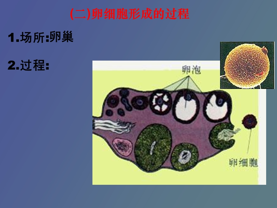 卵细胞形成过程.ppt_第3页