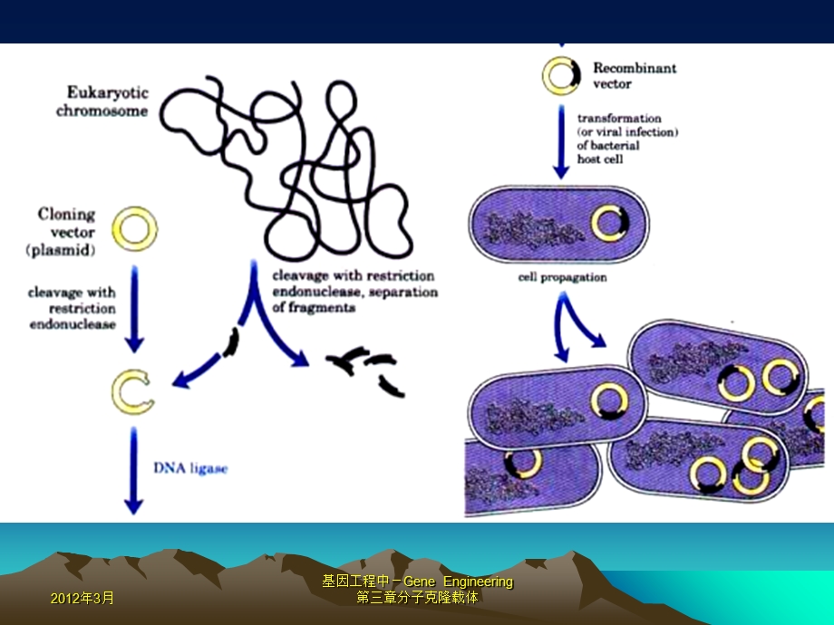 何水林版基因工程第三章分子克隆载体.ppt_第3页