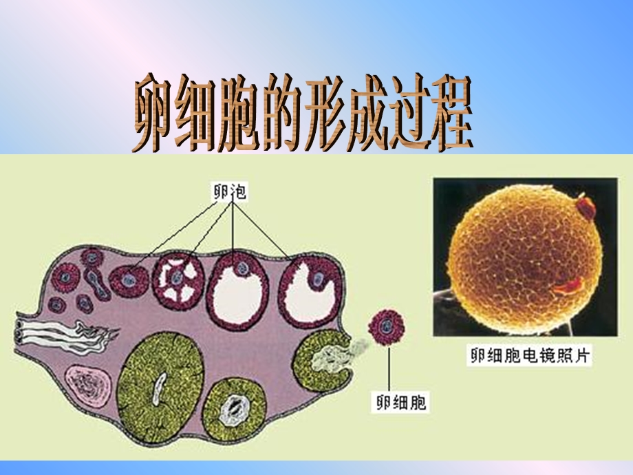 卵细胞的形成及受精作用.ppt_第1页