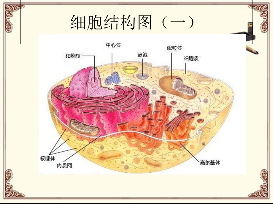 健康讲座-线粒体与生命.ppt_第3页