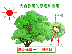 光合作用原理和应用.ppt