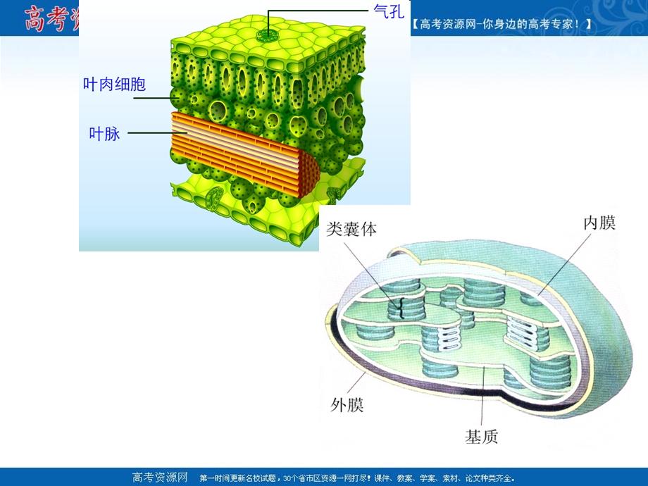 光合作用和细胞呼吸复习.ppt_第3页