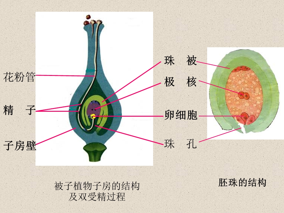 卵细胞1个受精作用受精卵发育胚精子.ppt_第3页