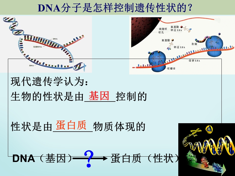 基因指导蛋白质的合成(有视频).ppt_第2页