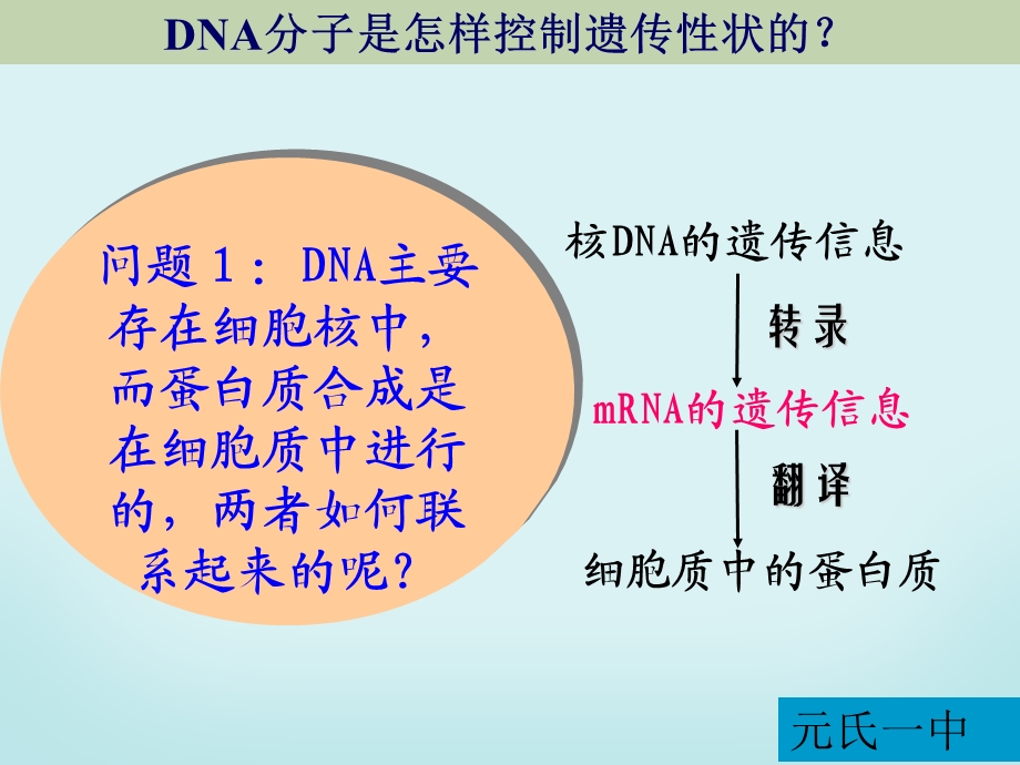 基因指导蛋白质的合成(有视频).ppt_第3页