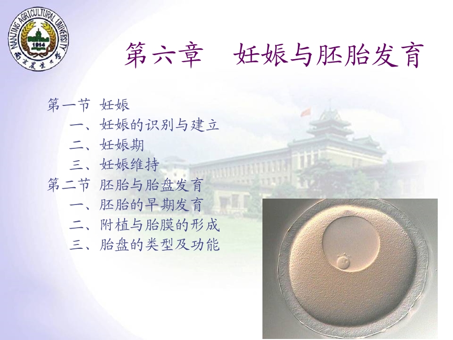 妊娠与胚胎发育.ppt_第2页