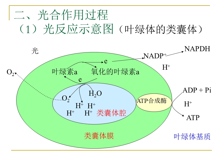 光合作用过程2复习.ppt_第3页