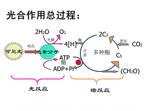 光合作用强度的因素.ppt