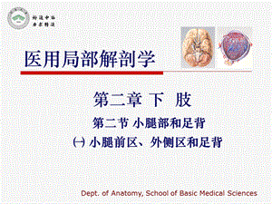 医用局部解剖学-小腿前区、外侧区和足背.ppt