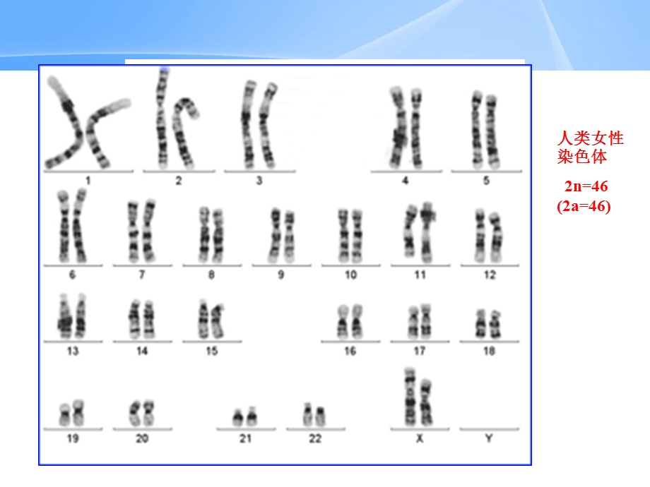 减数分裂和受精作用ppt.ppt_第2页