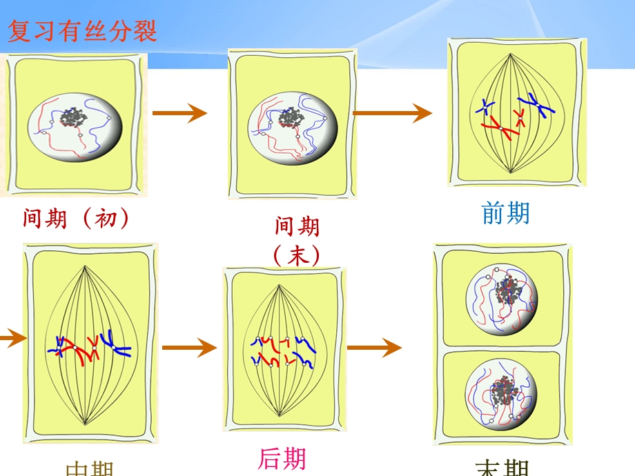 减数分裂和受精作用ppt.ppt_第3页