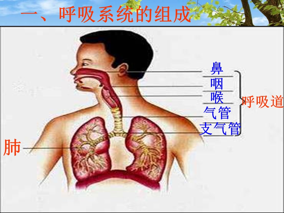 呼吸道对空气的处理-(用).ppt_第3页