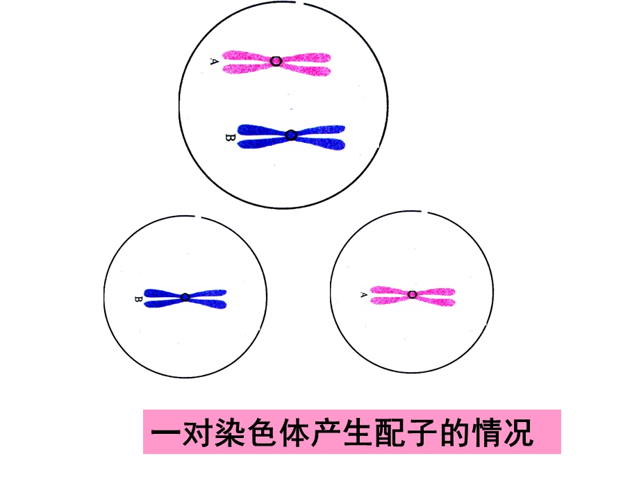 减数分裂和受精作用最全.ppt_第3页