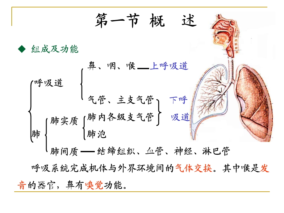 呼吸过程与调节.ppt_第2页