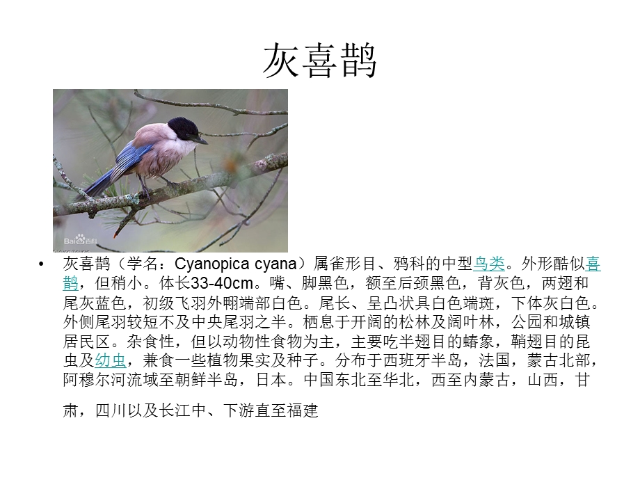 吉林省常见的鸟类.ppt_第3页