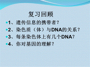 基因、DNA和染色体的关系.ppt