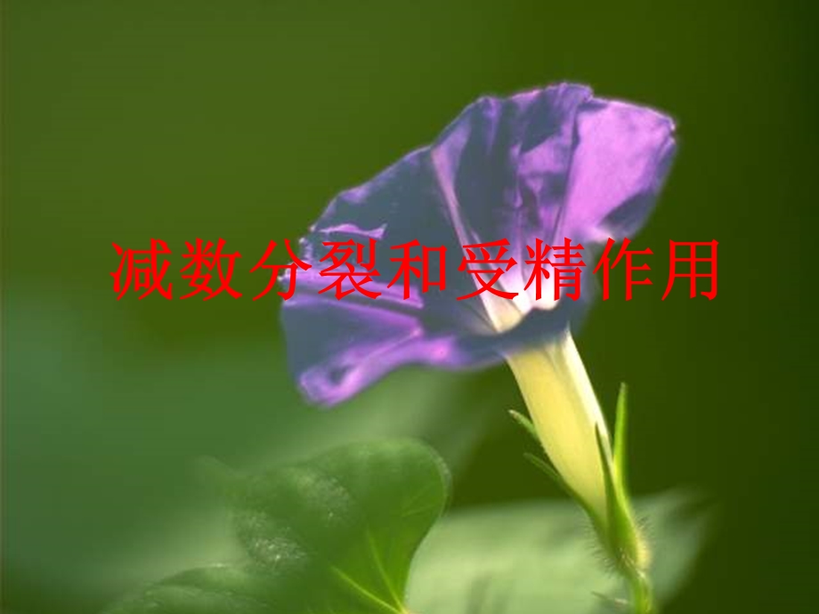 减数分裂全动画过程.ppt_第1页