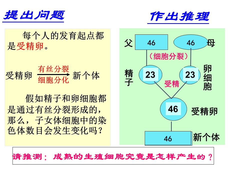 减数分裂全动画过程.ppt_第2页