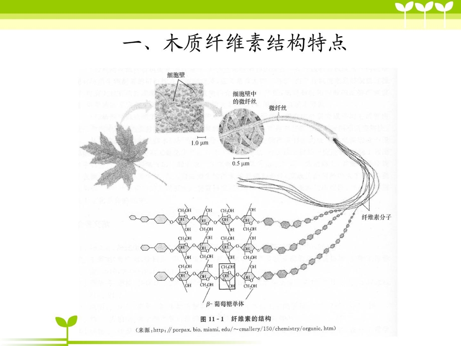 木质纤维素的生物分化及其转化技巧.ppt_第3页