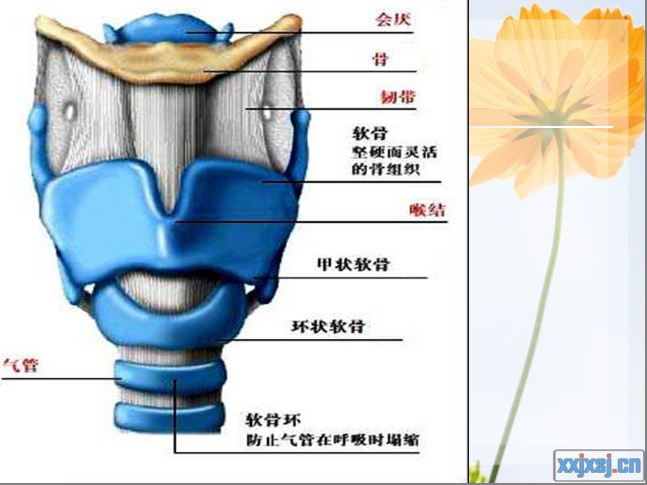 新全喉切除术与半喉切除术.ppt_第2页