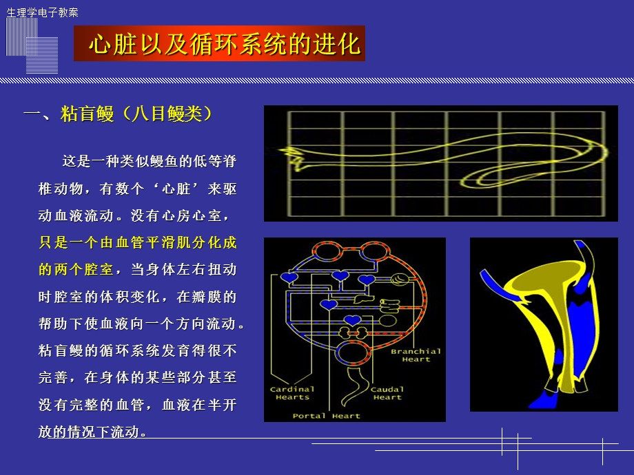 心脏以及循环系统的进化.ppt_第2页