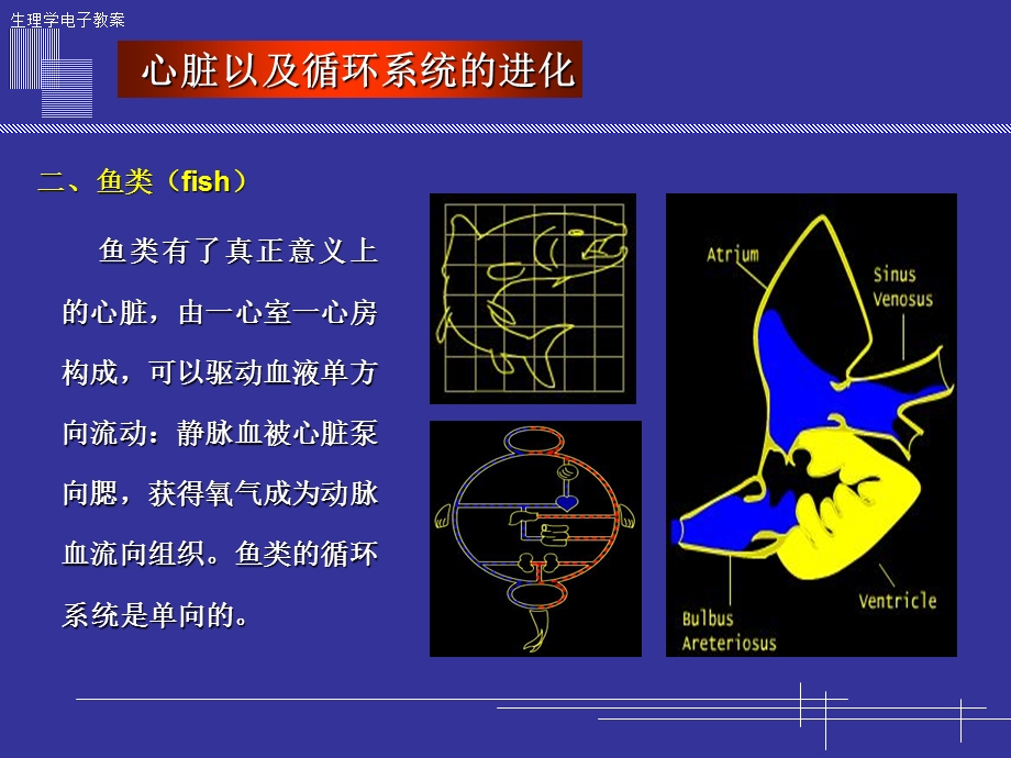 心脏以及循环系统的进化.ppt_第3页