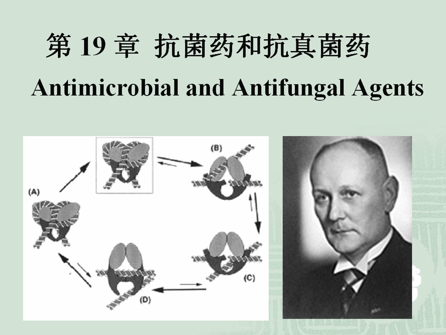 抗菌药-喹诺酮类总论.ppt_第1页