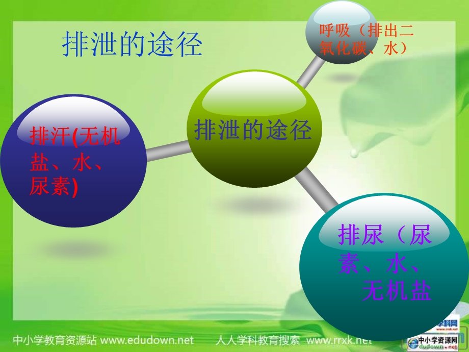 尿液的形成和排出PPT.ppt_第3页