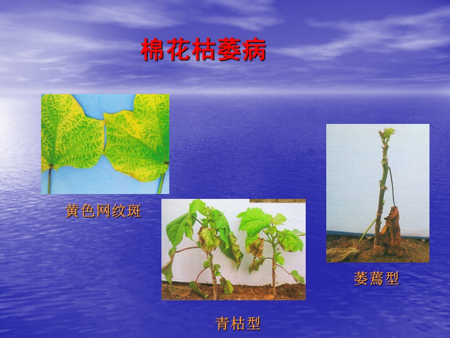 棉花病害一棉花枯萎病.ppt_第3页