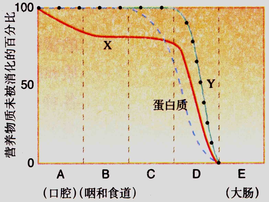 新教材-消化和吸收.ppt_第1页