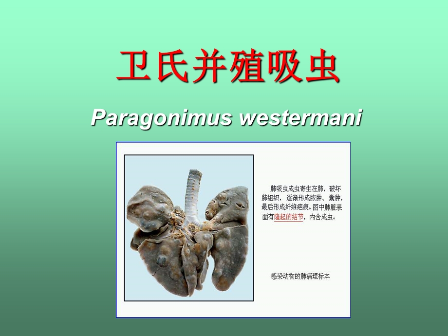 寄生虫学第七讲(肺吸虫).ppt_第3页