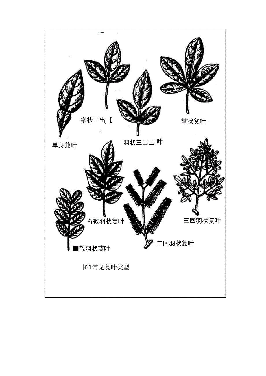 常见植物识别知识.docx_第3页