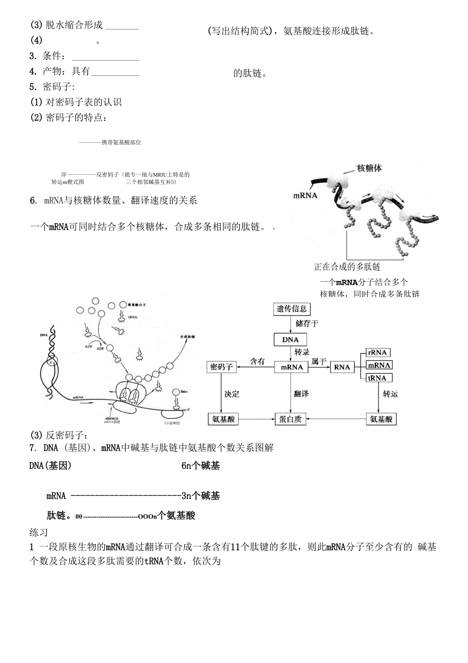 必修2 遗传的分子基础：基因的表达.docx_第3页