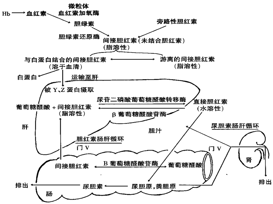 新生儿黄疸及寒冷损伤征.ppt_第3页