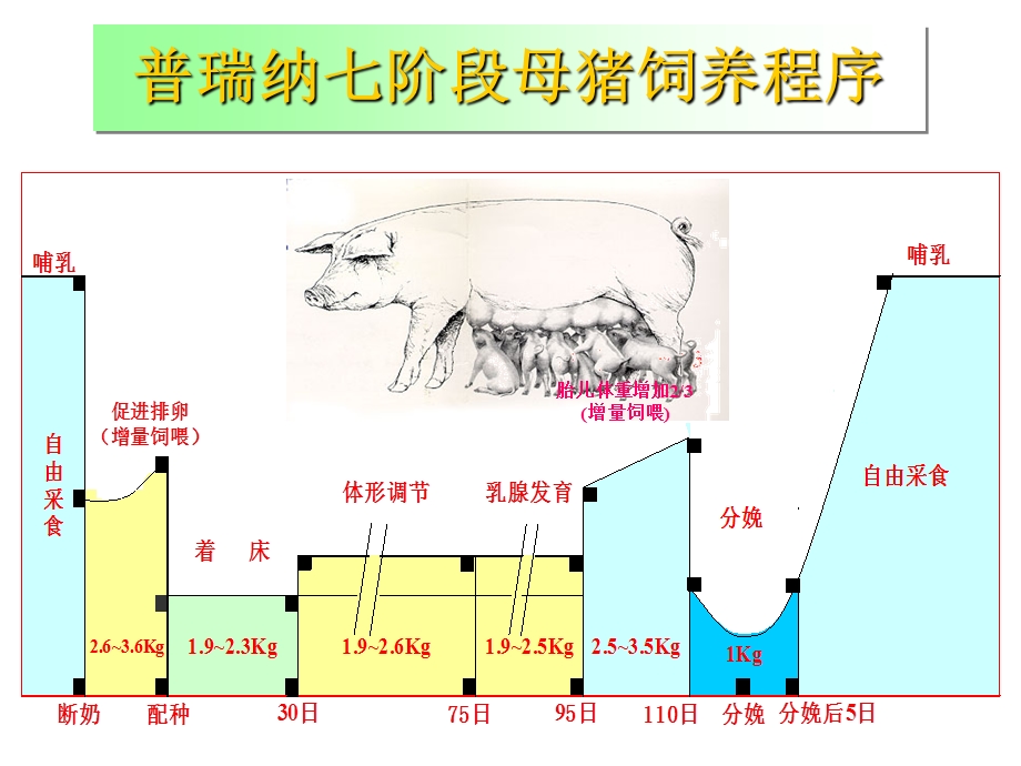 普瑞纳母猪7阶段饲养程序.ppt_第2页