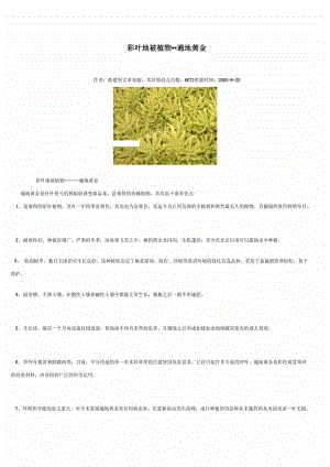 彩叶地被植物.docx