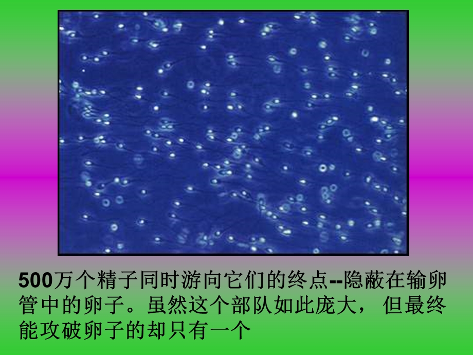 桑国俊生命孕育的过程.ppt_第3页