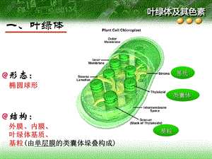 实验-叶绿素的提取和分离.ppt