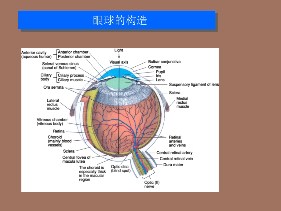 屈光手术基础.ppt_第2页