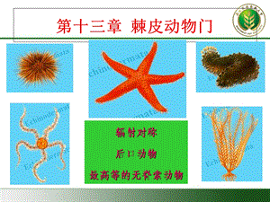 棘皮、半索、脊索动物门、园口纲.ppt