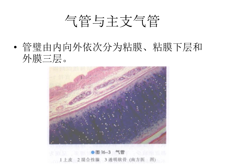 气管、支气管、肺(组织学).ppt_第2页