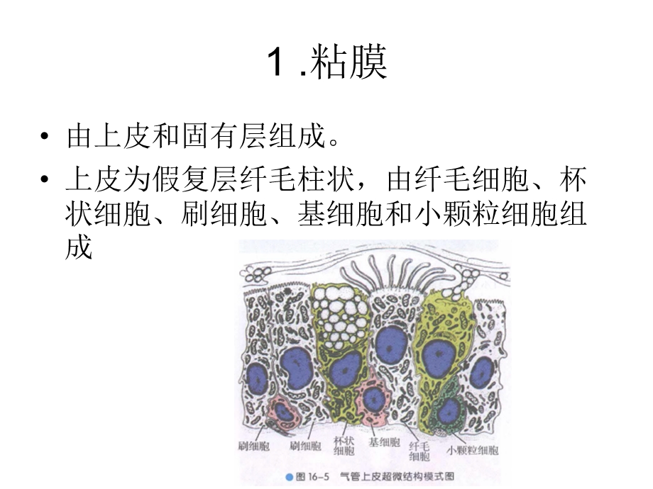 气管、支气管、肺(组织学).ppt_第3页